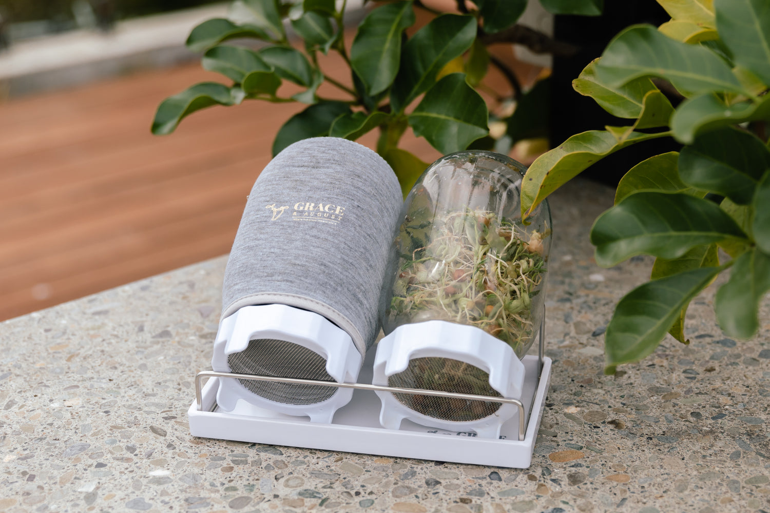 Bench Sprout growing Set