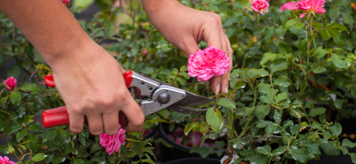 garden shears