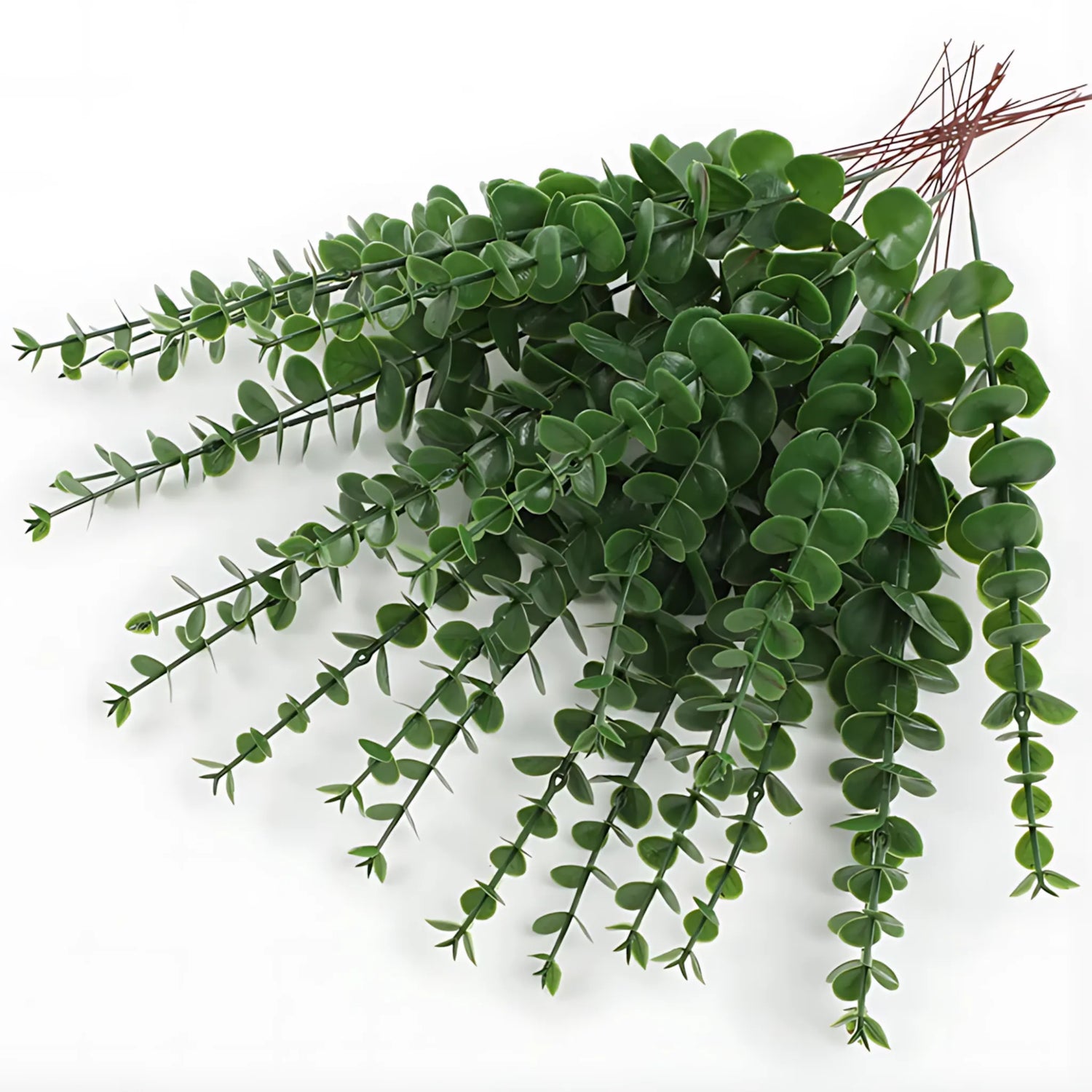 Eucalyptus stems for bouquets
