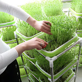 Alfalfa sprouting tray