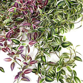Silk vines for decor