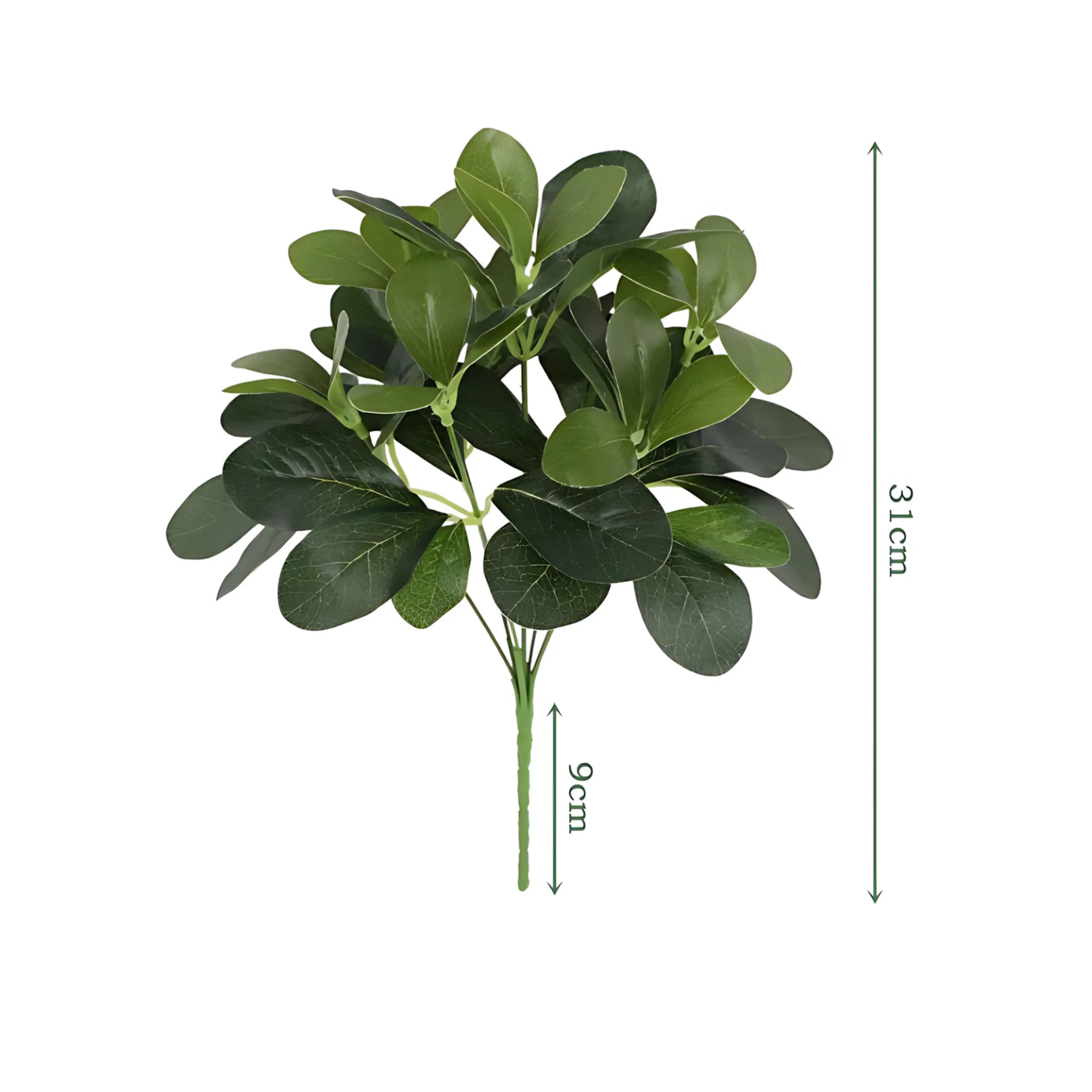 Realistic Dieffenbachia Leaves