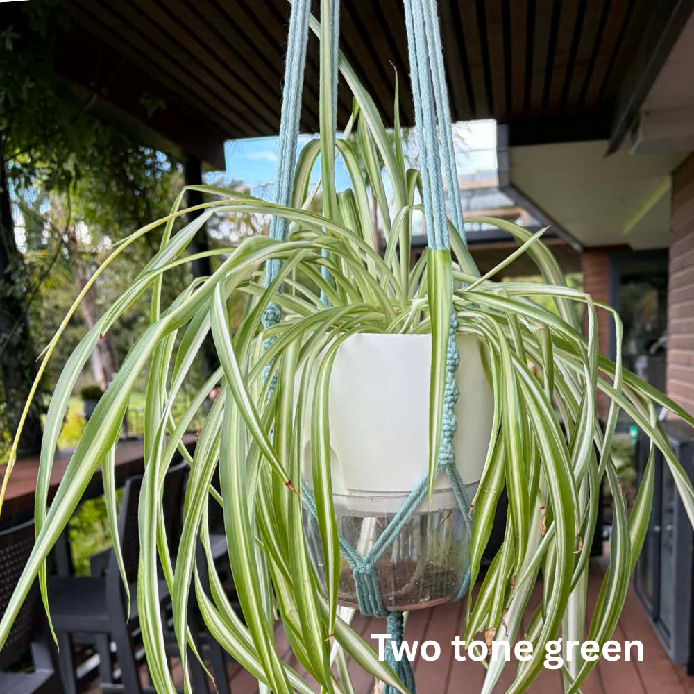 Handmade Macramé Plant Hanger – Limited Stock