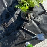 small houseplant tools for succulents