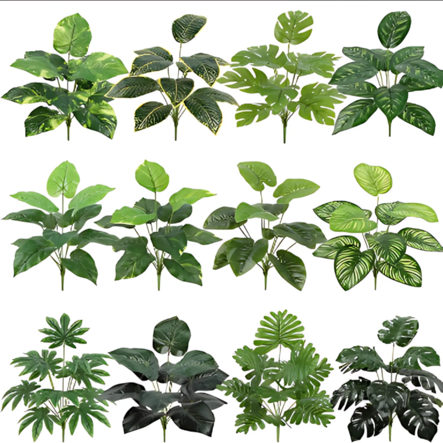 Turtle back leaves plant