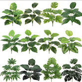 Turtle back leaves plant