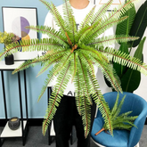 Home Décor fern