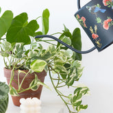 watering can for indoor plants