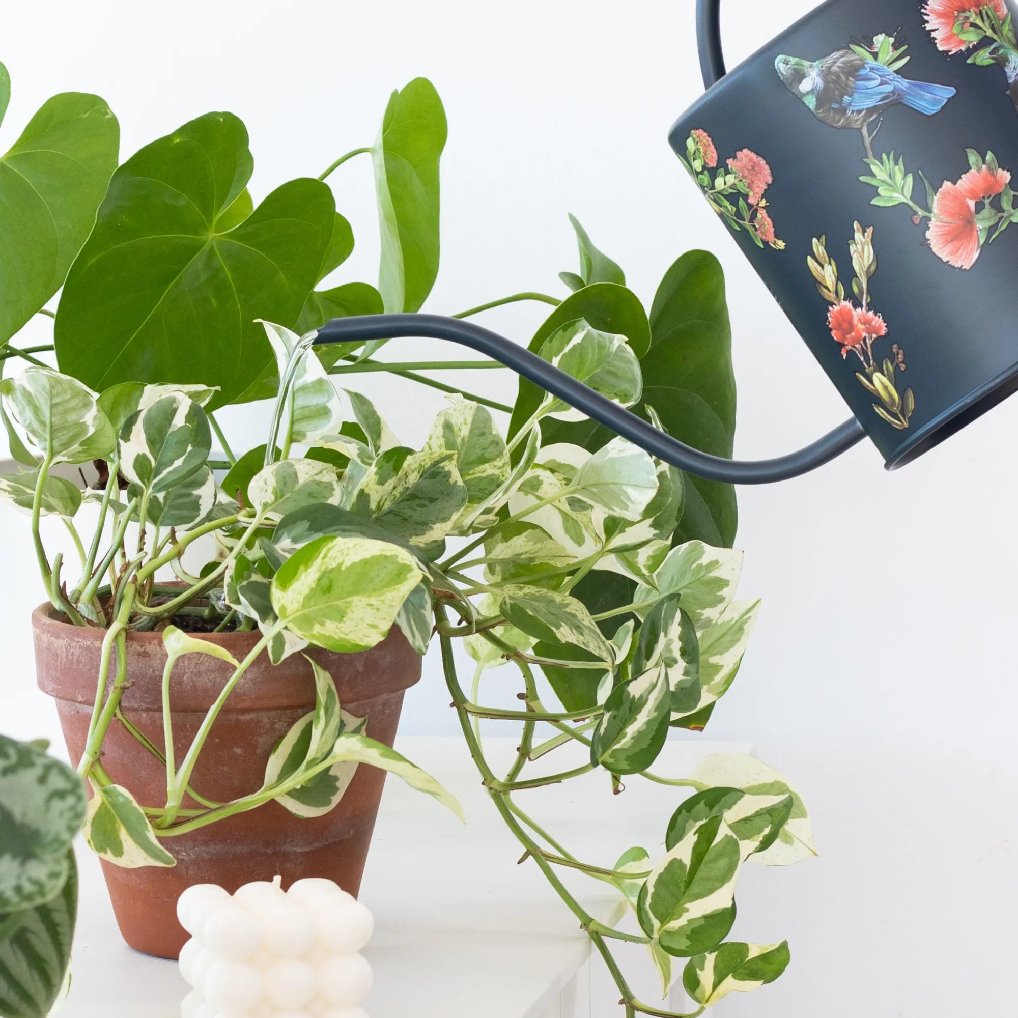watering can for indoor plants