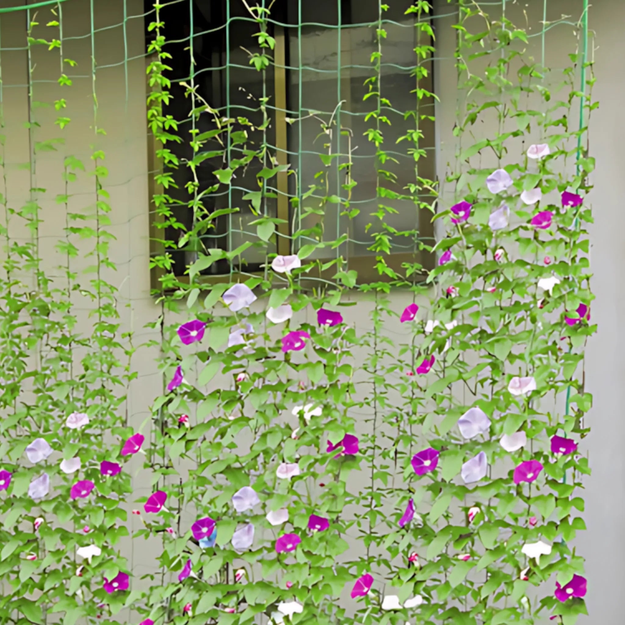 Garden plant netting