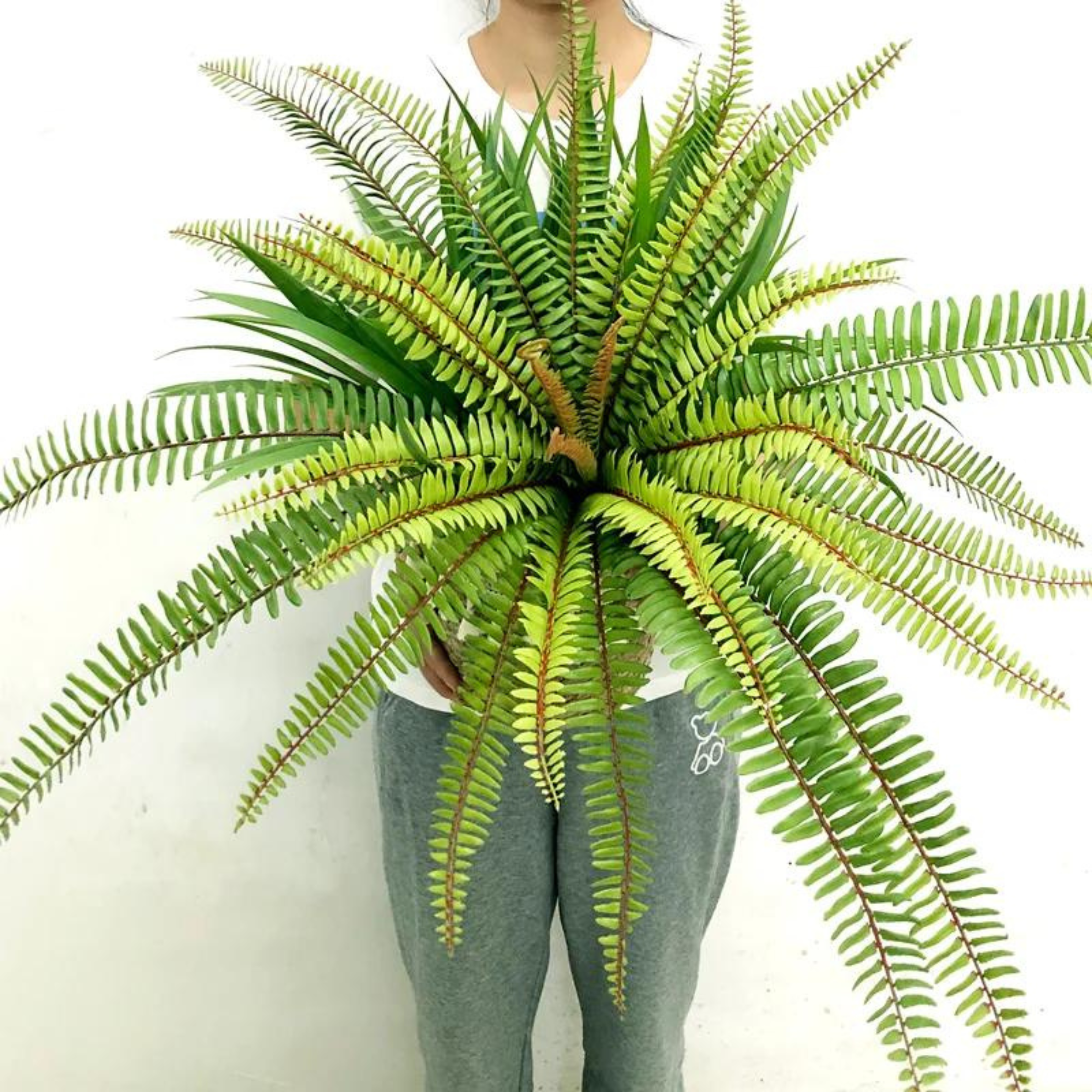 Plastic fern Greenery for Office