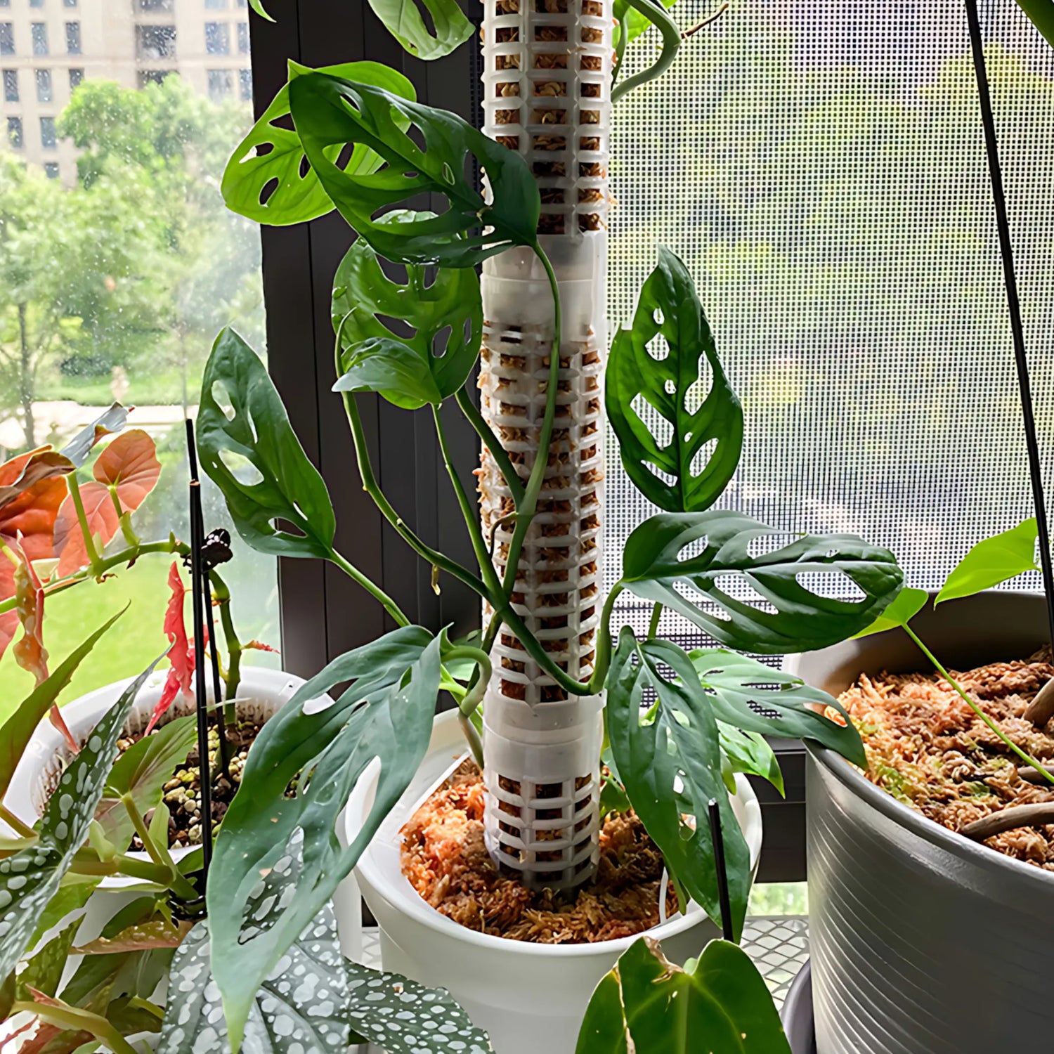 Plant support pole