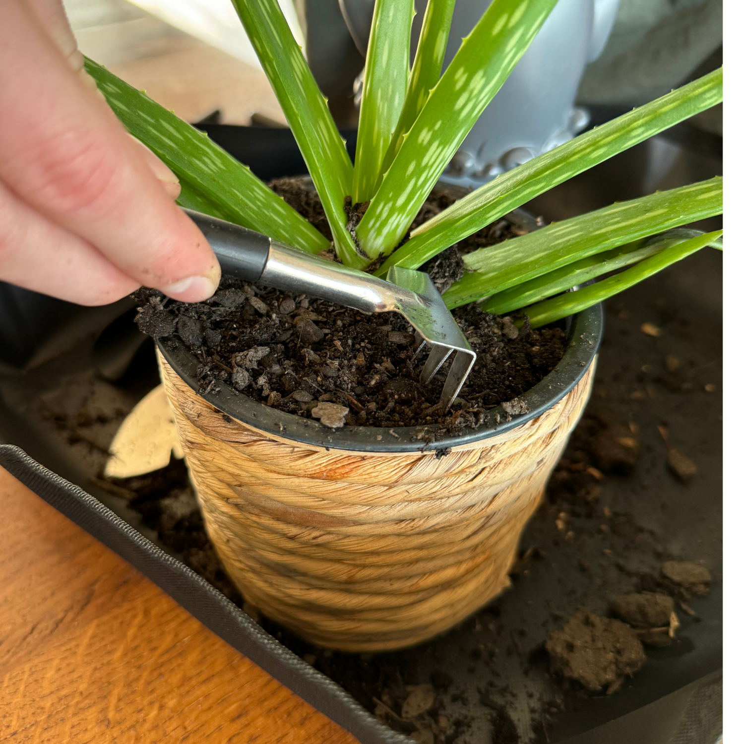 small plant tools