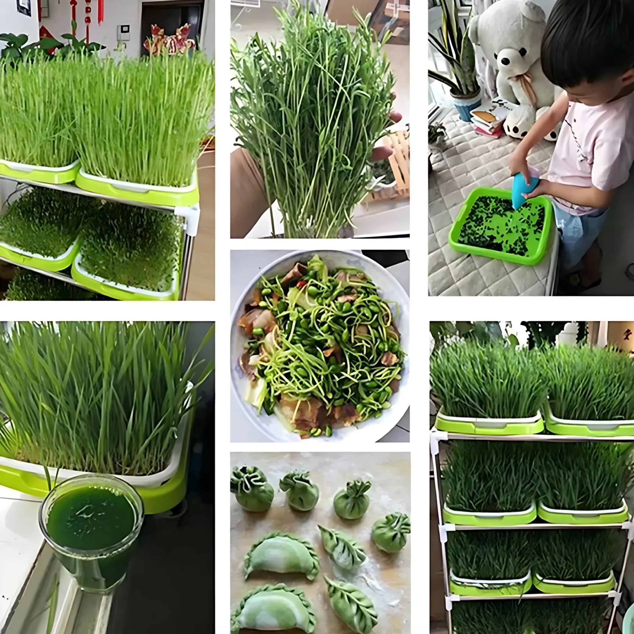 Indoor sprouting tray