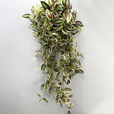 Hanging vines