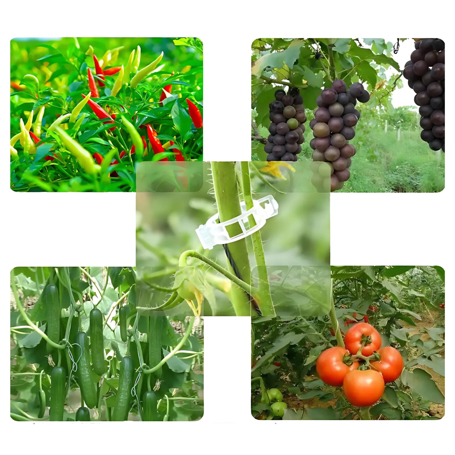Tomato trellis clips