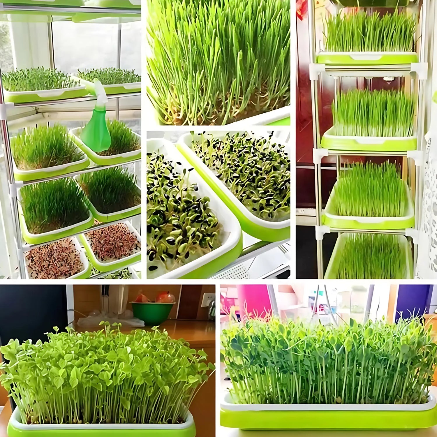 Wheatgrass growing tray