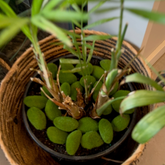 plant decor