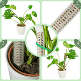 Monstera moss pole
