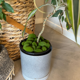 fun plant stuff