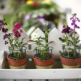 Reusable plant stakes