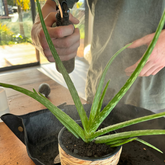 small indoor plant tools