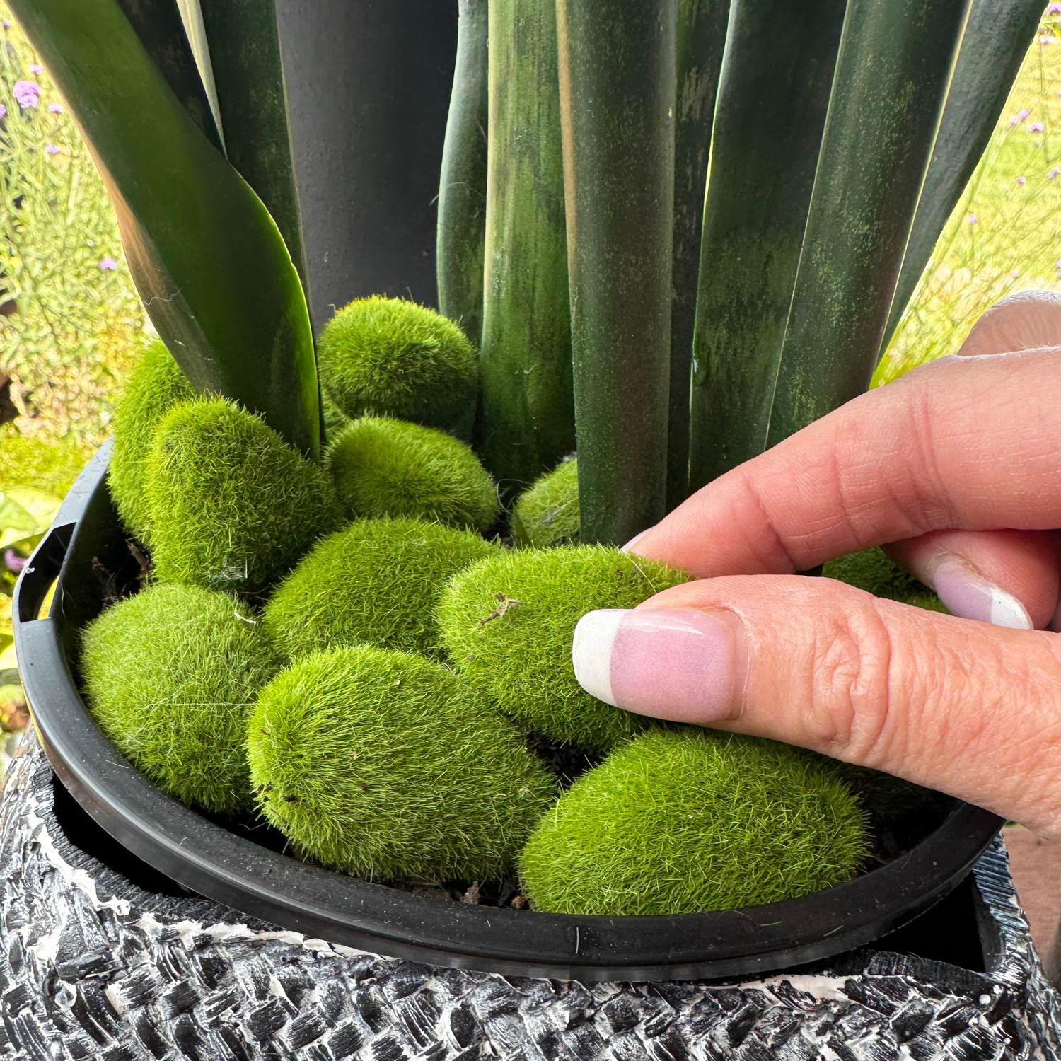 house plant decoration