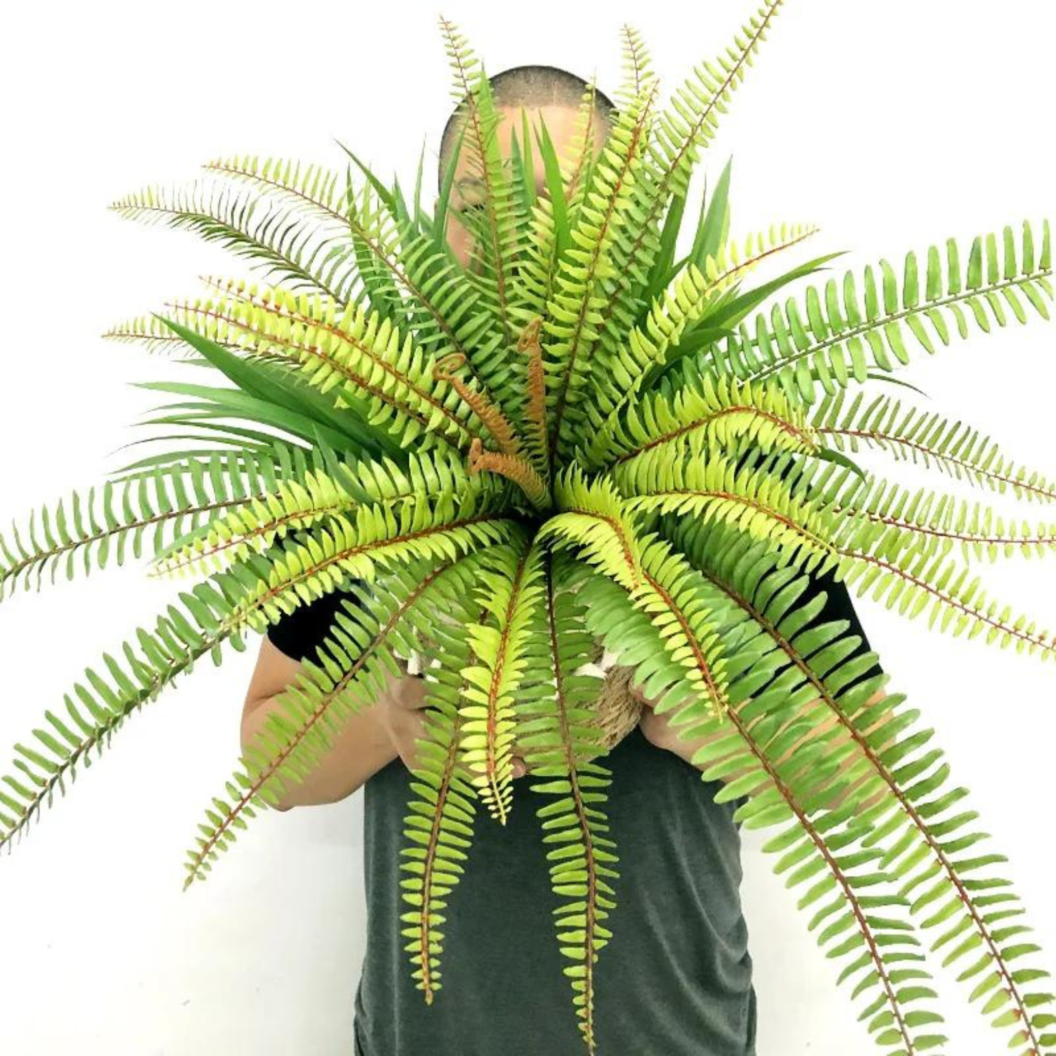 Realistic Boston fern