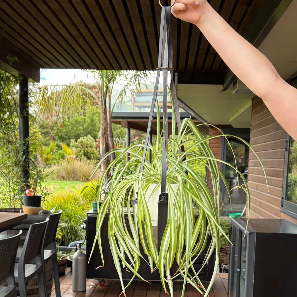 Scandinavian PU Leather Plant Hanger Black - Clearance