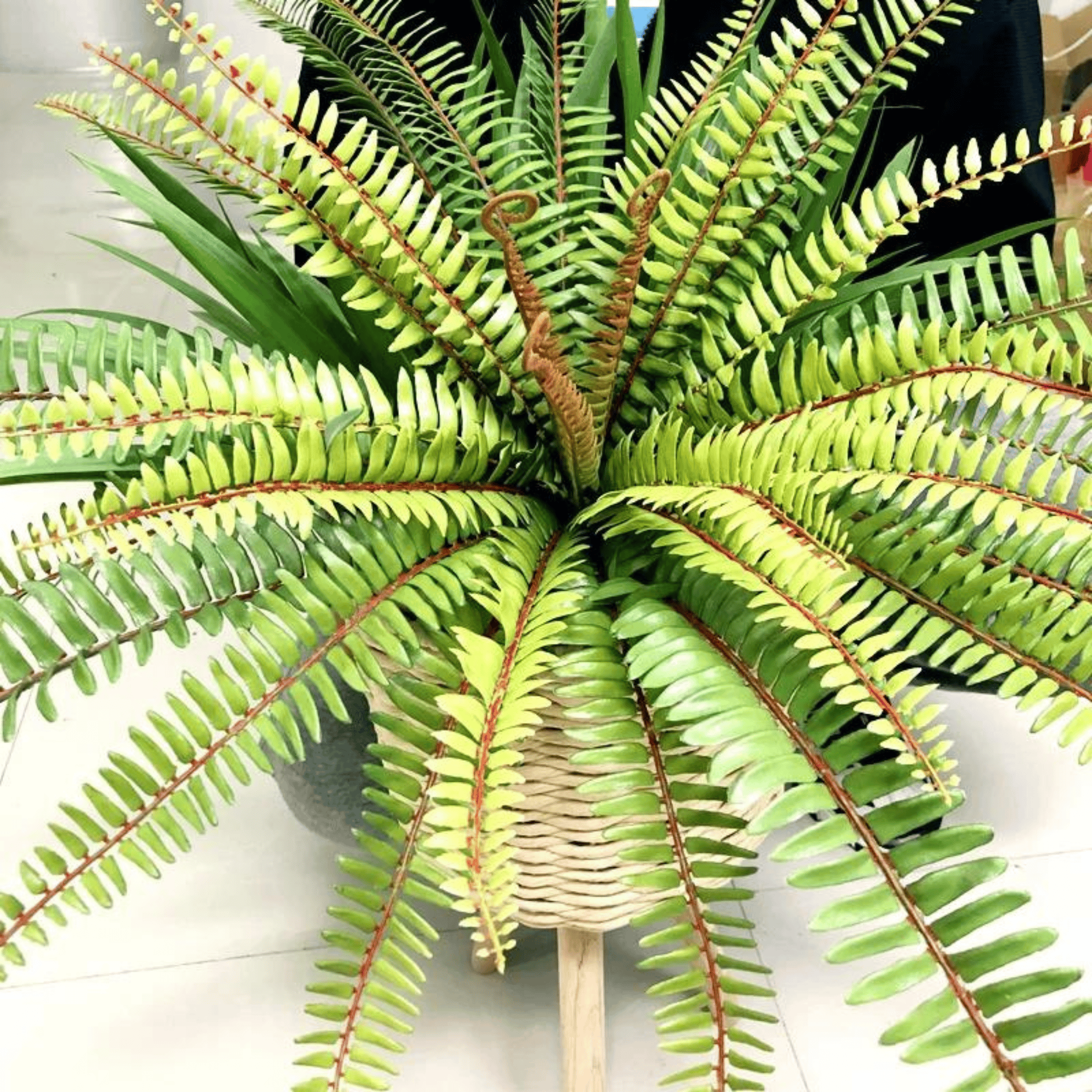 Artifical Lush Tropical Boston Fern- Large, Artificial Plants