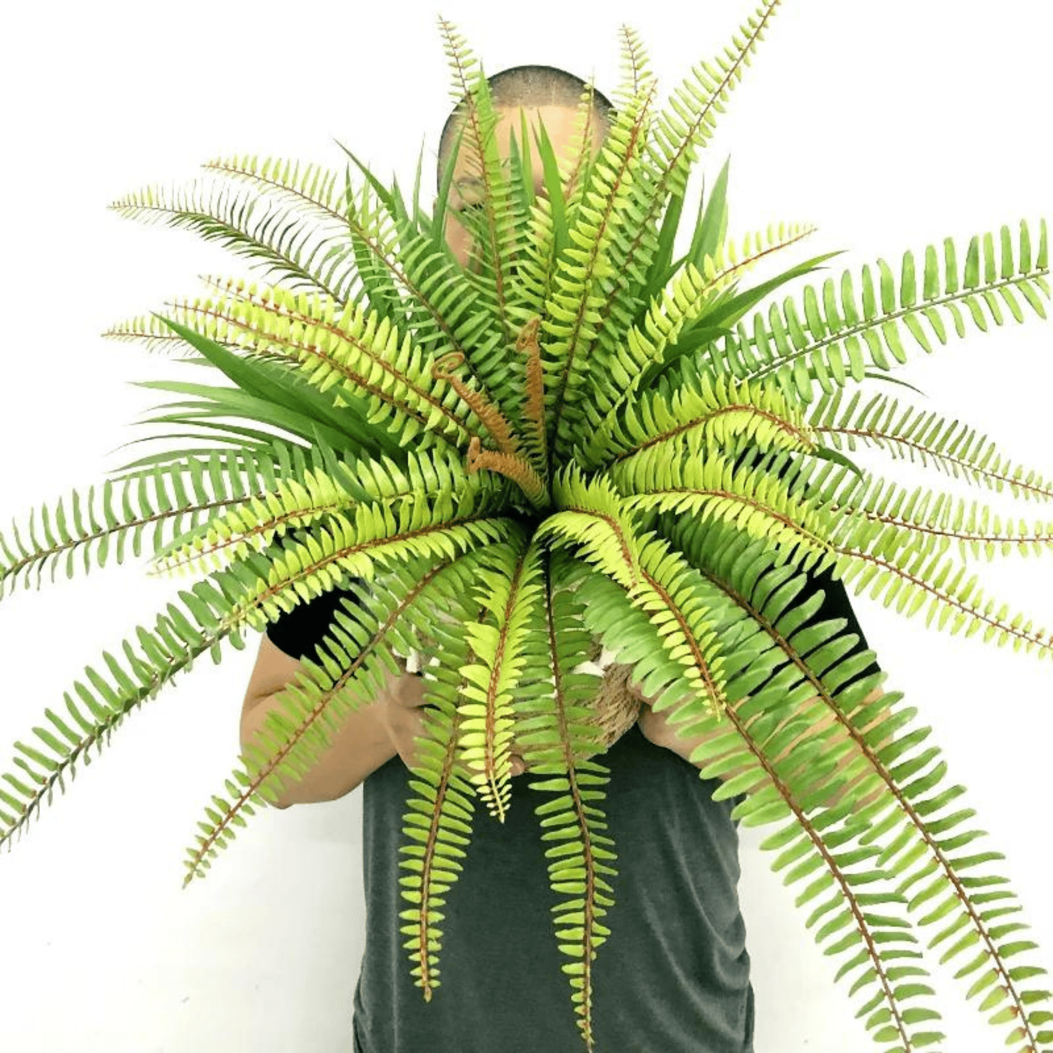 Artifical Lush Tropical Boston Fern- Large, Artificial Plants