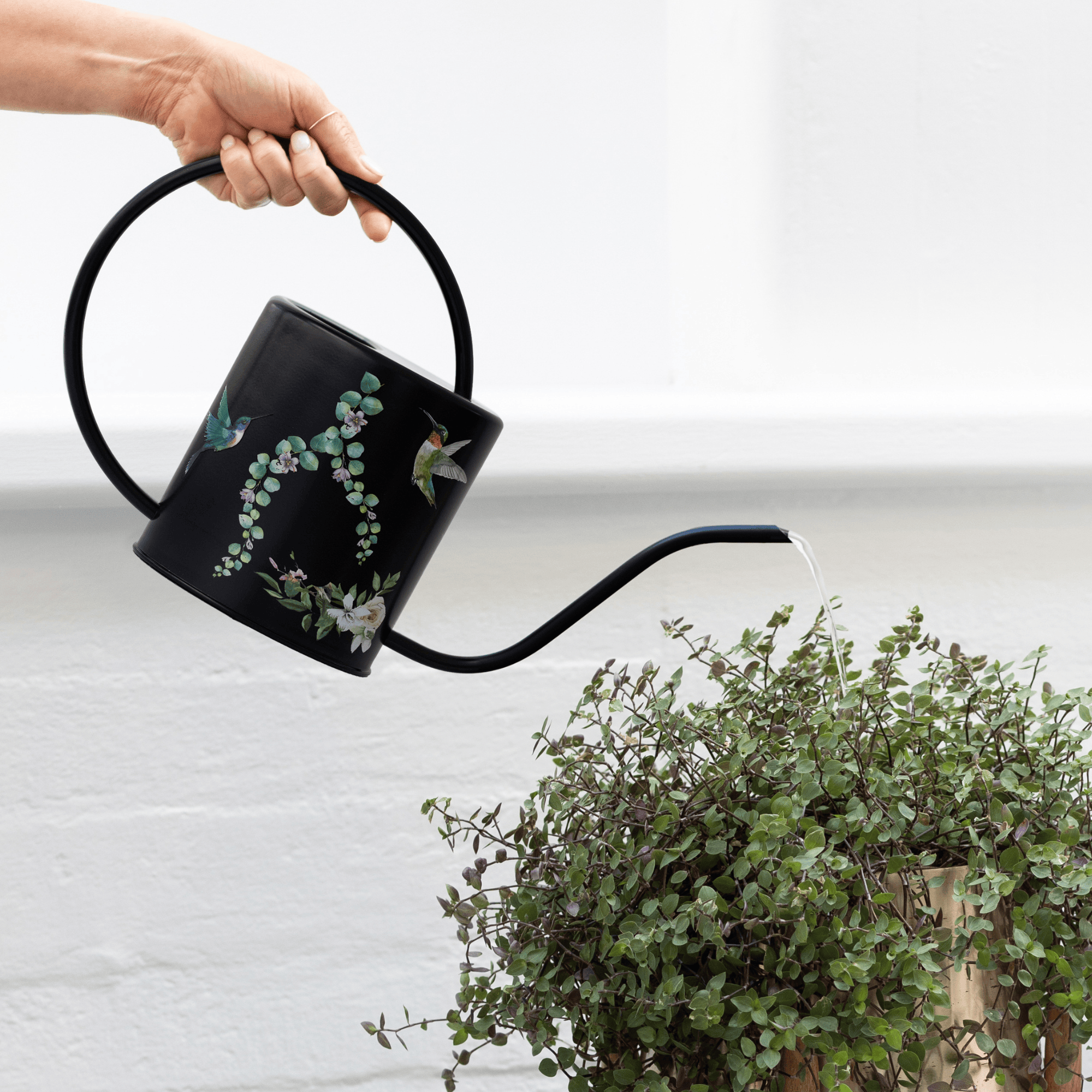 Black Hummingbird Watering Can – 1.5L Stainless Steel Indoor Plant Watering Can - Clearance Item Watering Can