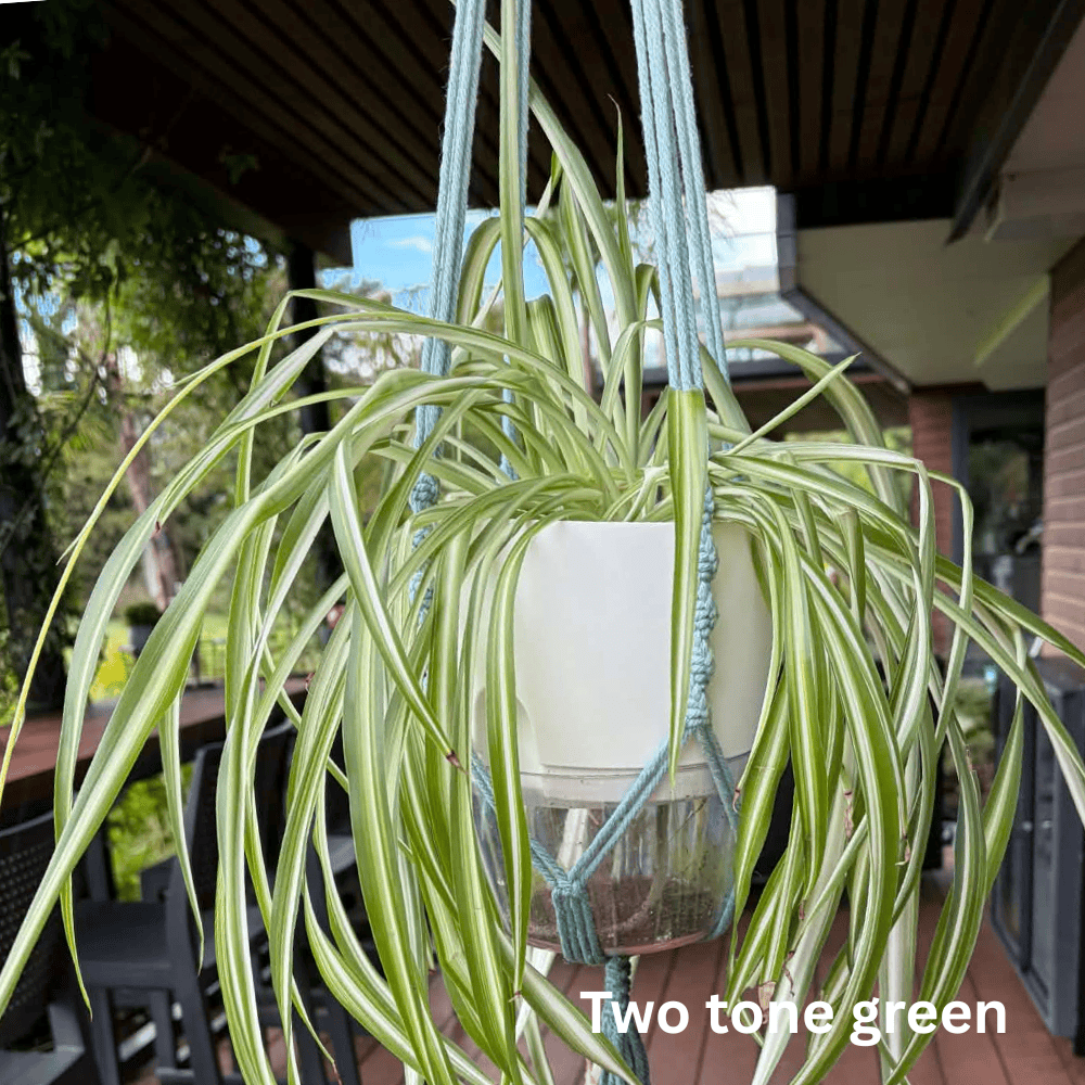 Handmade Macramé Plant Hanger – Limited Stock Green Plant hangers