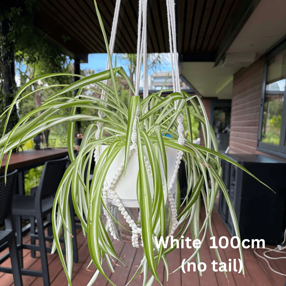 Handmade Macramé Plant Hanger – Limited Stock Plant hangers