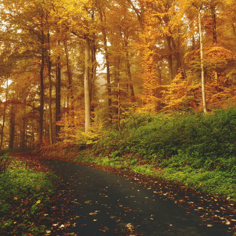 Medical Face Masks | Disposable Masks | Autumn Forest 10x10 Pack Adult Face masks