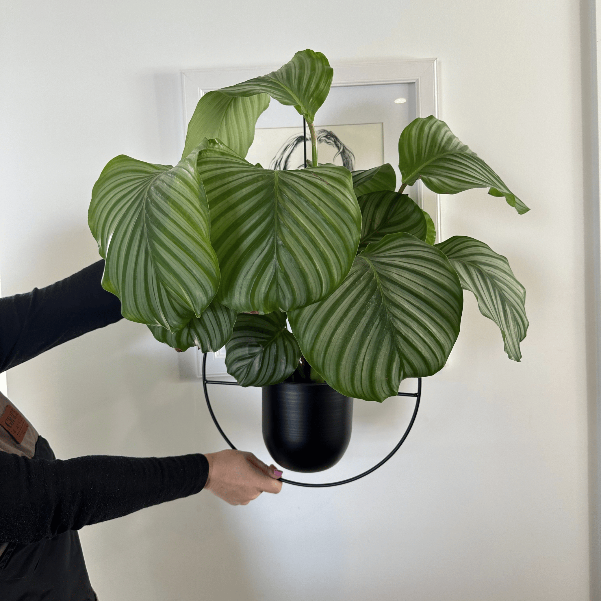 Nordic Style Metal Plant Hanger - Sturdy & Durable Hanging Pots Plant holder