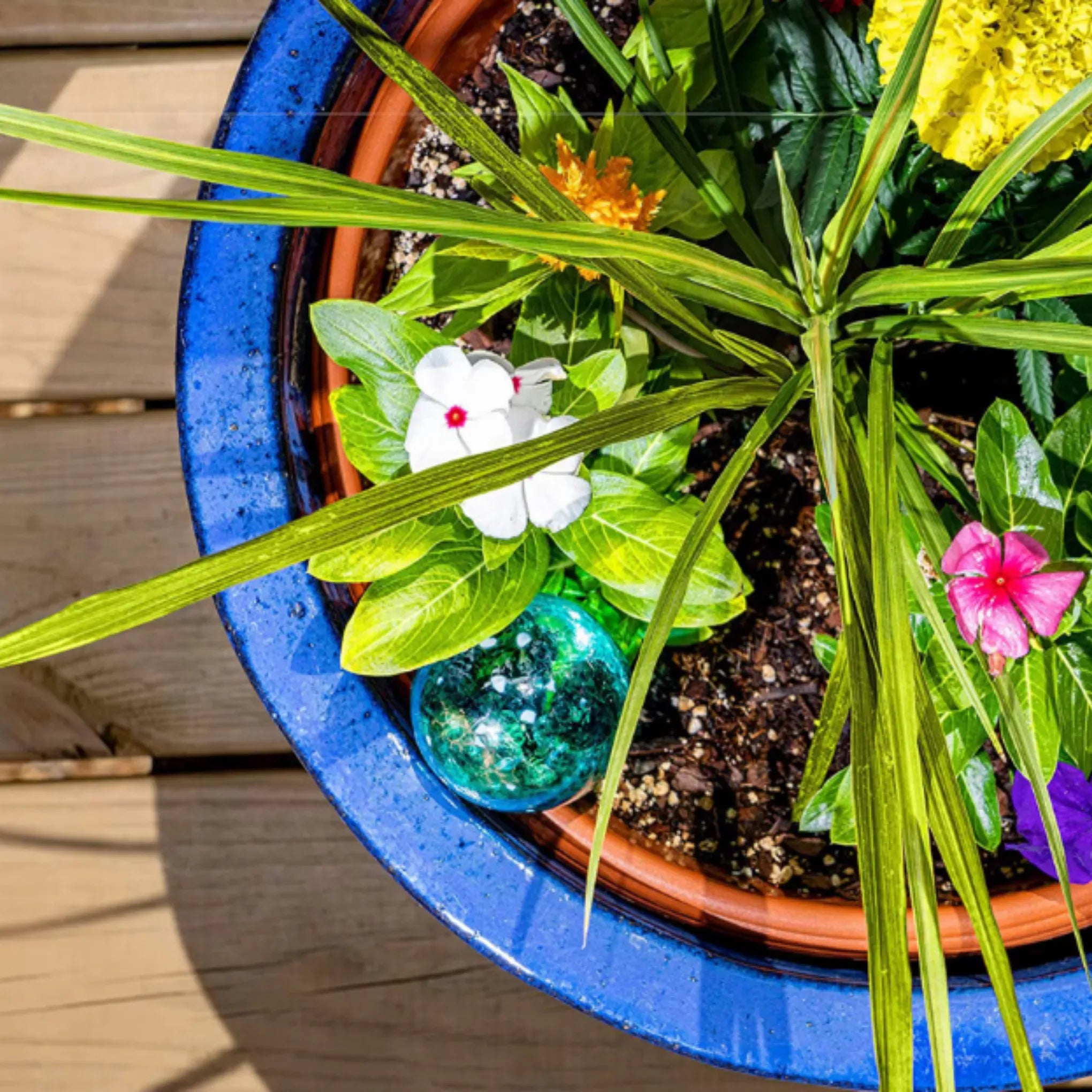Plant Self-Watering Globes - Glass Watering Bulbs for Pot Plants - 6 pack 6Pcs Self Watering Globes