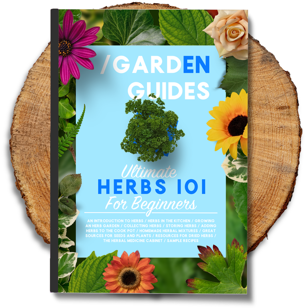 Ultimate Herbs 101 For Beginners – Graceandaugust.co.nz