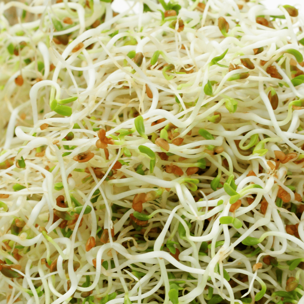 Complete Sprouting Kit - Just add your own seeds - MISSING TRAY Sprout Set