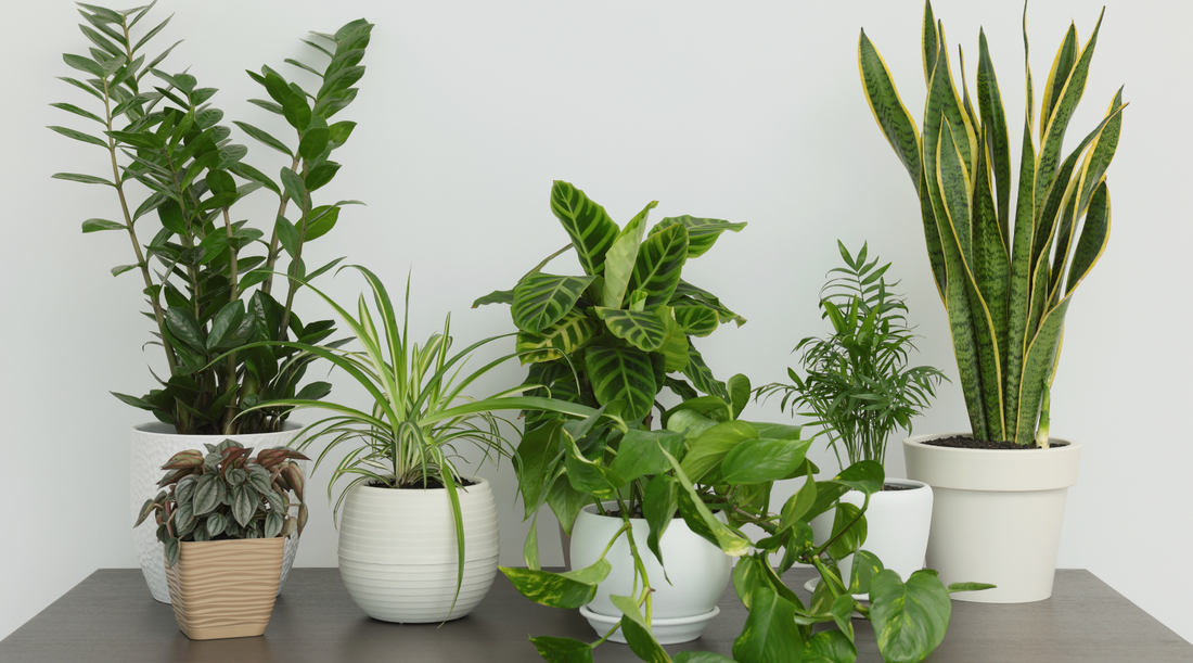 The Joy of Easy-Care Houseplants: A Guide for Beginners