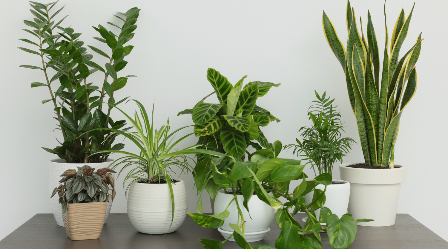 Easy care house plants with Grace and August