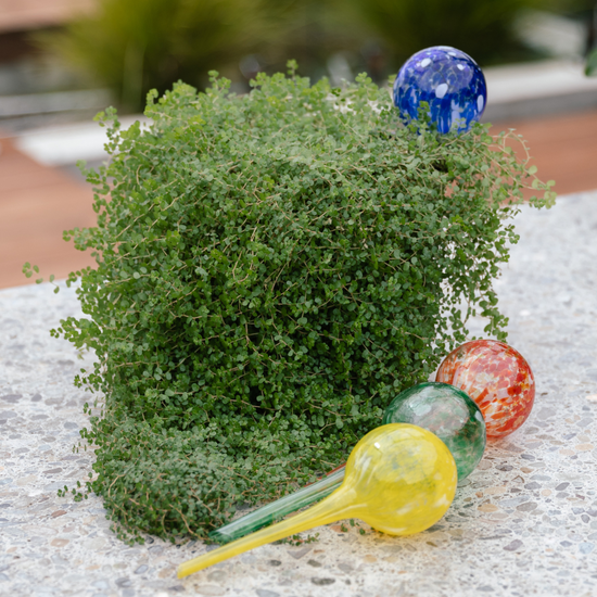 Grace and August Self-Watering Globes: The Perfect Solution for Keeping Plants Hydrated During Your Holidays