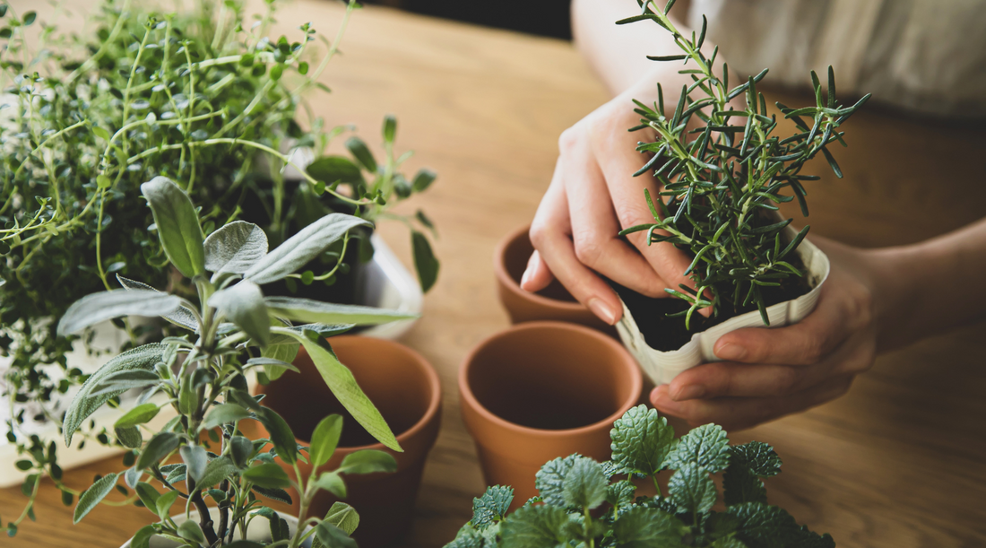 How to Start a Herb Garden on Your Kitchen Windowsill