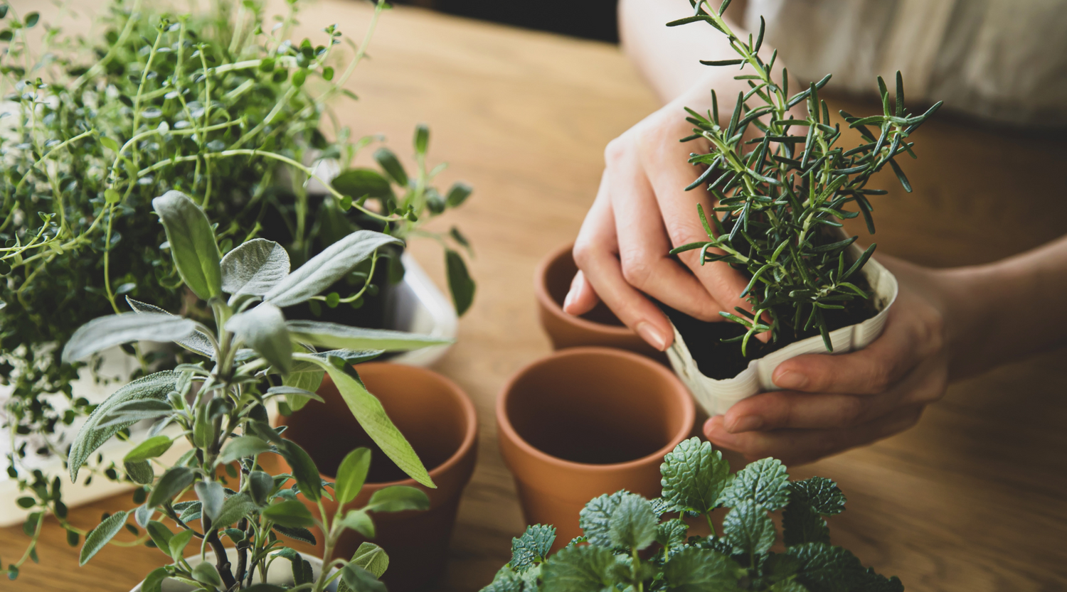 How to start a herb garden with Grace and August