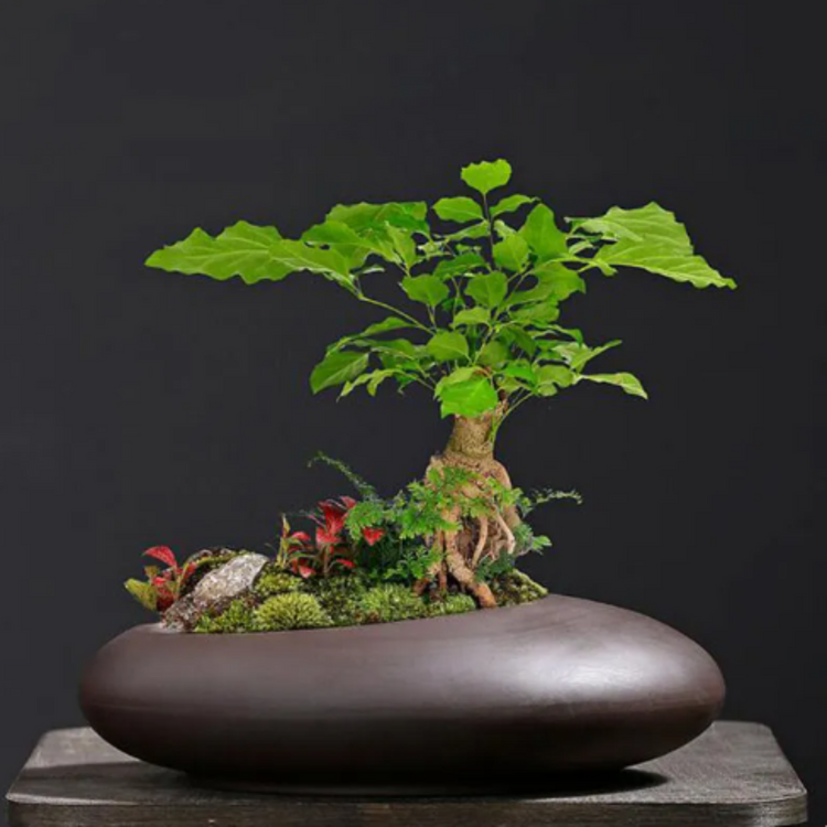 bonsai tree vase