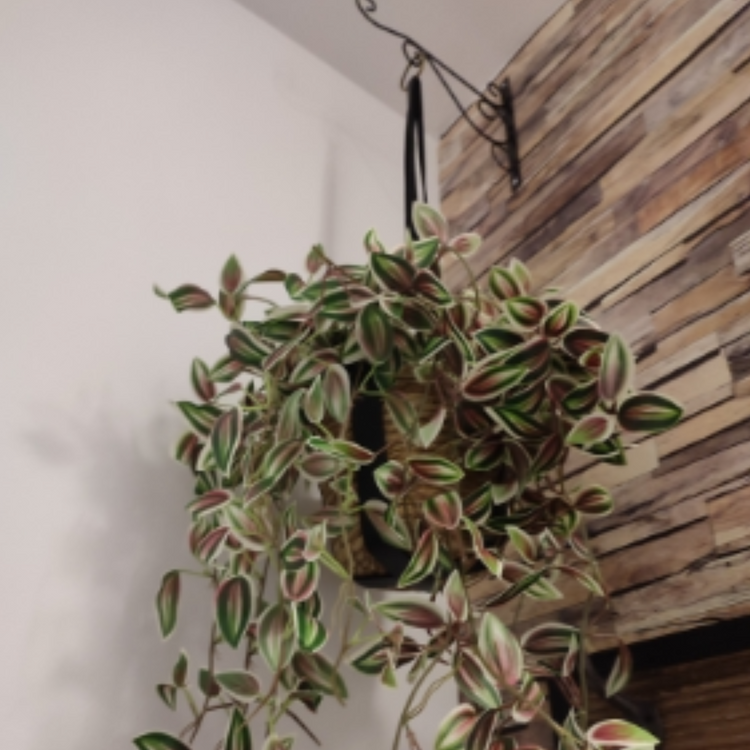 grey plant hanger