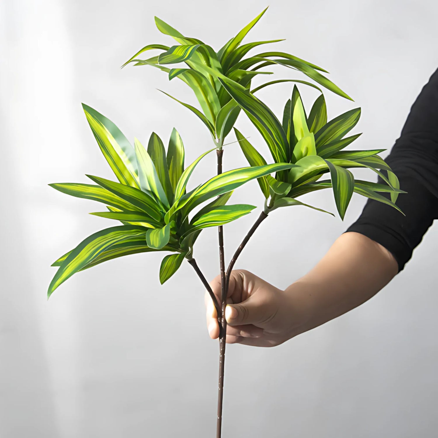 Potted Plant