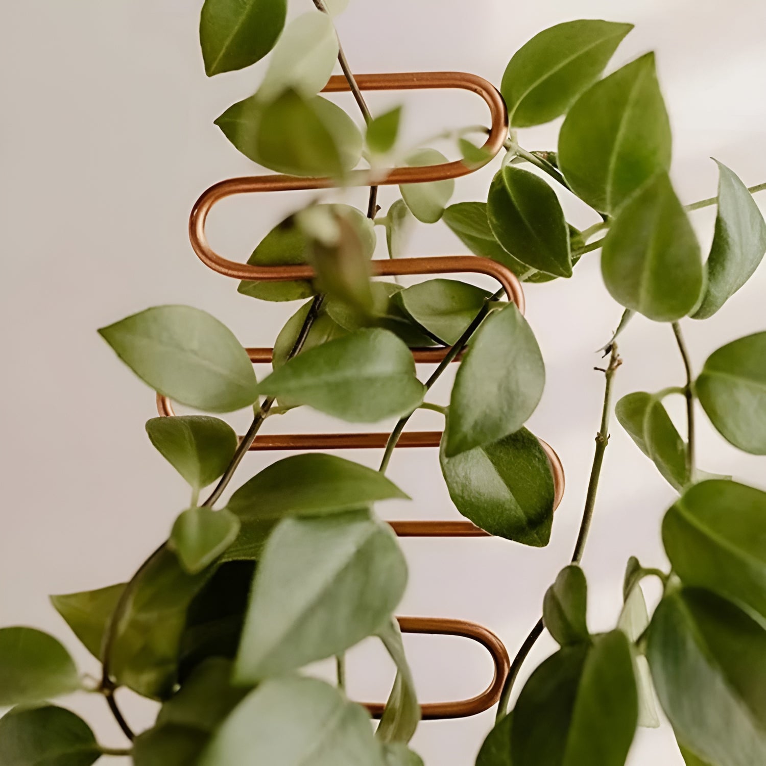 Metal Trellis for indoor Climbing Plants