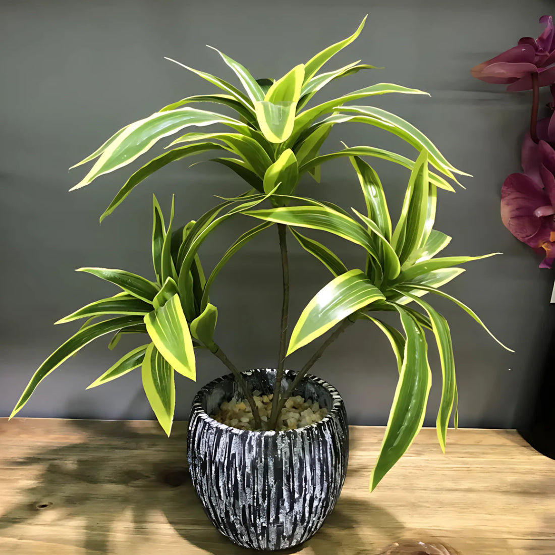 Indoor Plant