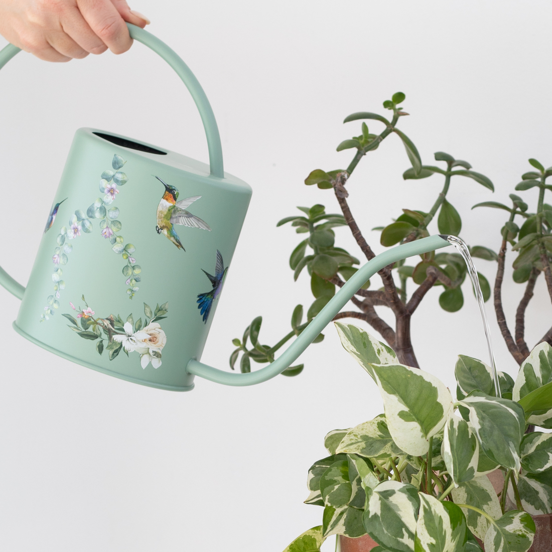 Sage Green Hummingbird Watering Can – 1.5L Stainless Steel Indoor Plant Watering Can